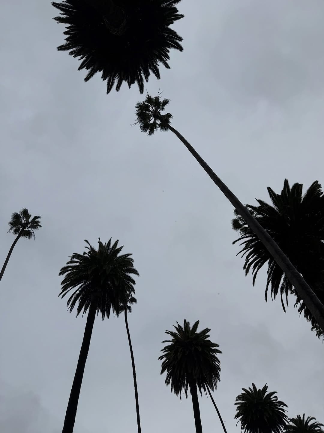 Post 8 by Lisa-Marie Lavigne on Instagram (image)