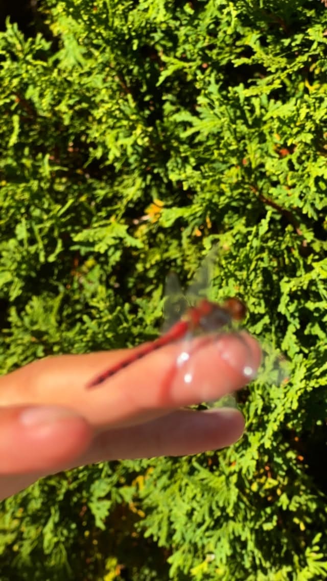 Post 10 by Paula Schuck on Instagram (video)