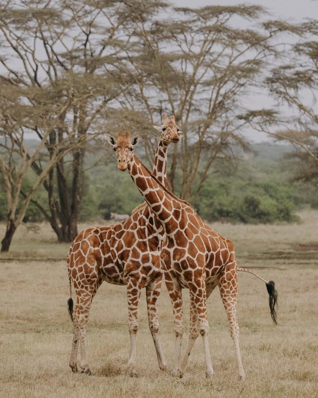 Post 4 by Priya Kumari Bilkhu on Instagram (carousel)