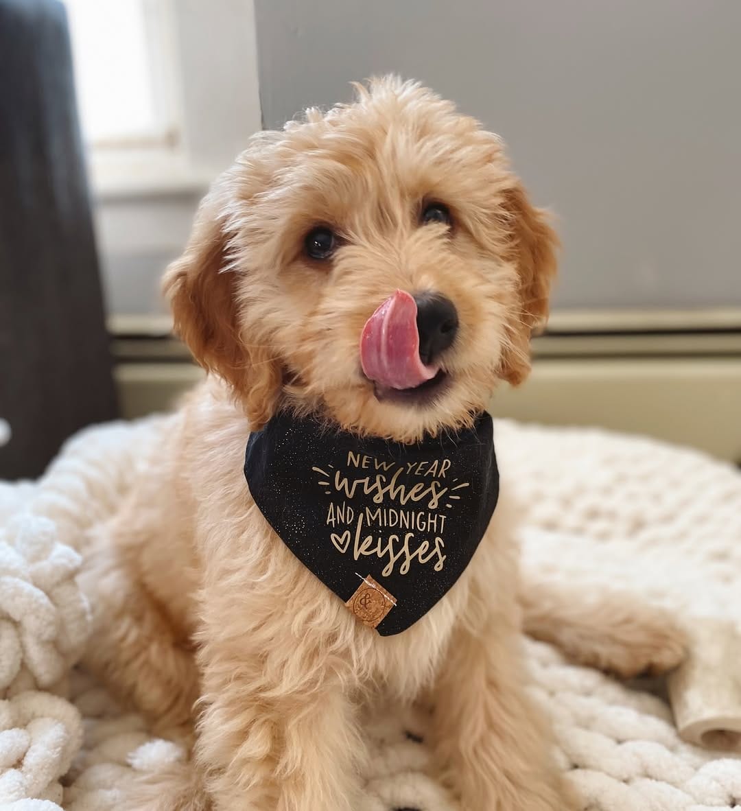 Post 3 by Brock, Brewer & Maddie | Dog Mom Lifestyle on Instagram (carousel)