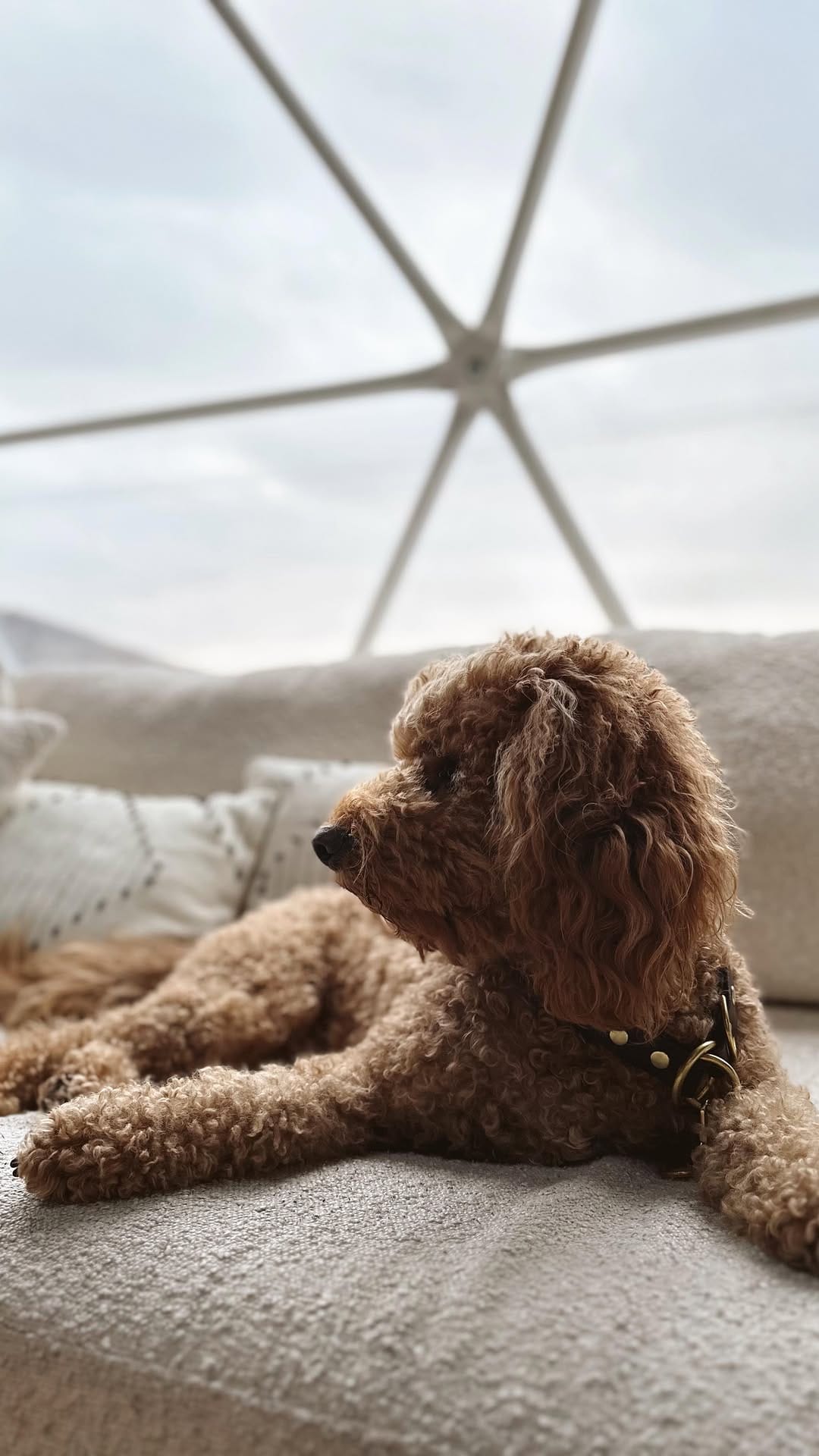 Post 9 by Brock, Brewer & Maddie | Dog Mom Lifestyle on Instagram (video)