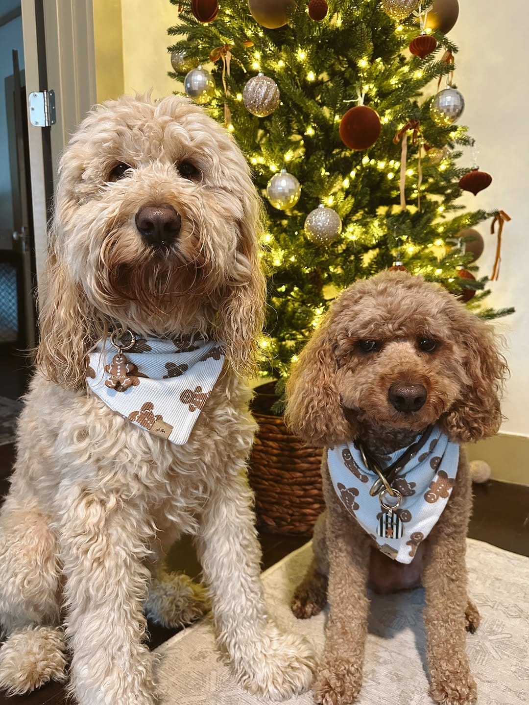 Post 5 by Brock, Brewer & Maddie | Dog Mom Lifestyle on Instagram (carousel)
