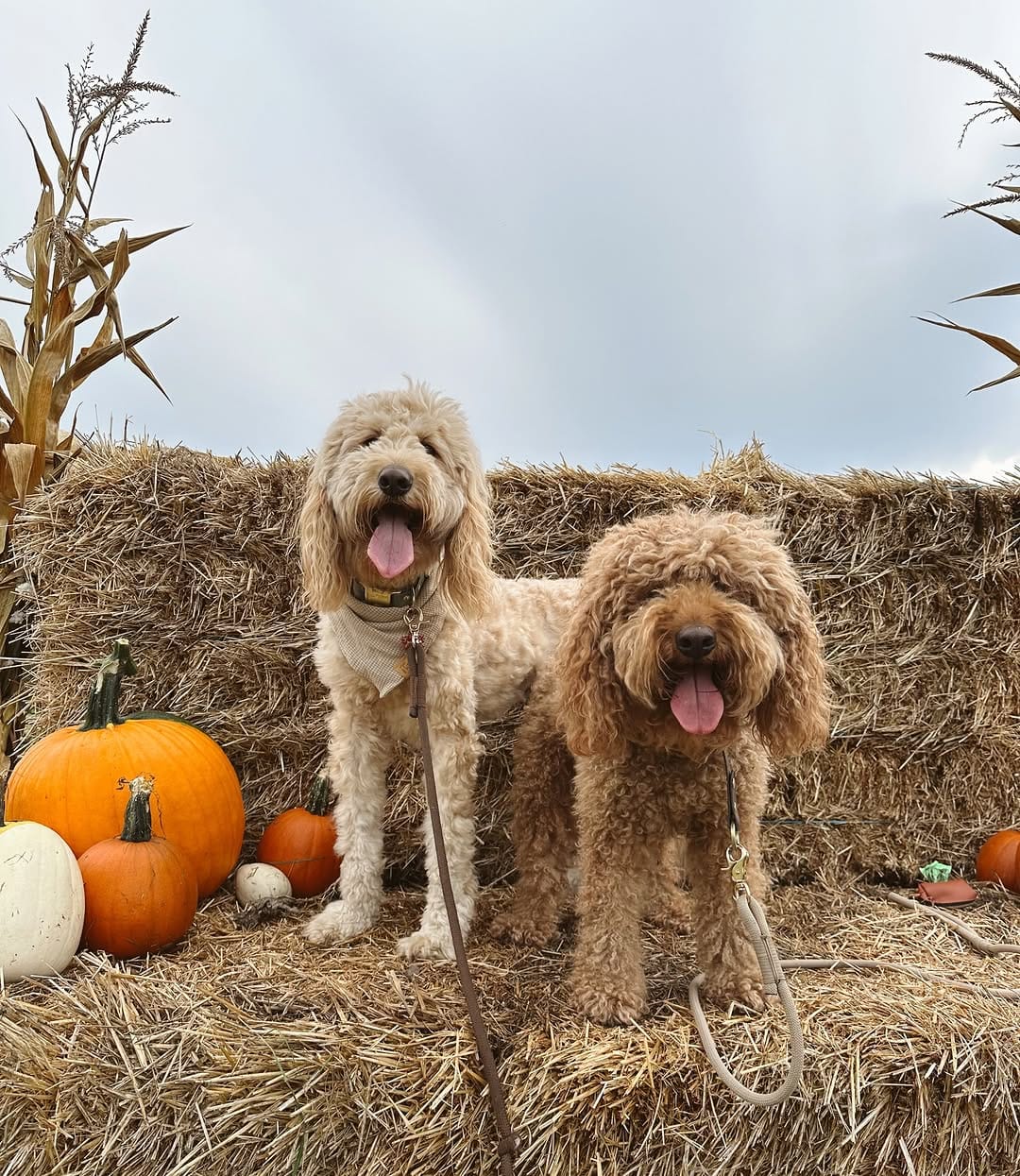 Post 7 by Brock, Brewer & Maddie | Dog Mom Lifestyle on Instagram (image)