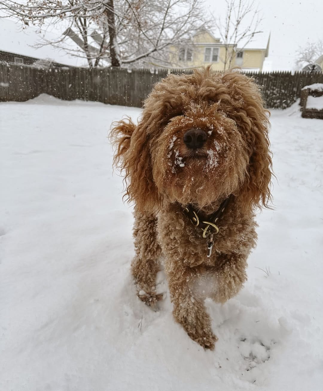 Post 6 by Brock, Brewer & Maddie | Dog Mom Lifestyle on Instagram (image)