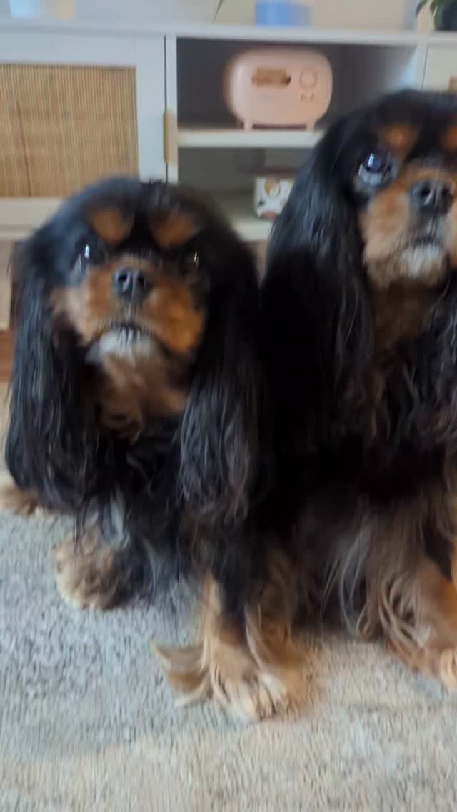 Post 3 by Edgar & Pacane Cavaliers on Instagram (video)