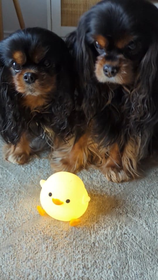Post 5 by Edgar & Pacane Cavaliers on Instagram (video)