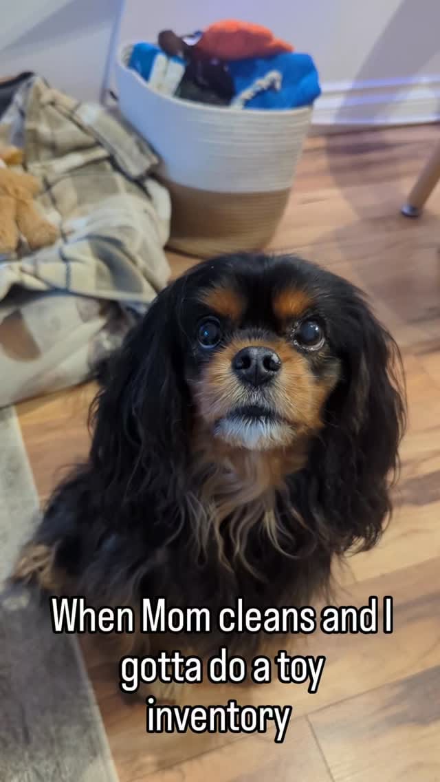 Post 1 by Edgar & Pacane Cavaliers on Instagram (video)