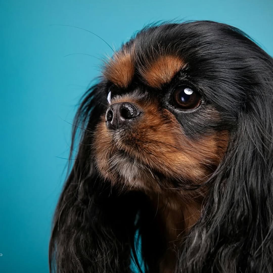 Post 10 by Edgar & Pacane Cavaliers on Instagram (image)