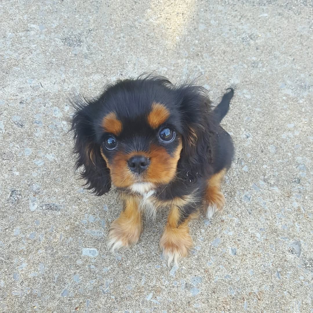 Post 4 by Edgar & Pacane Cavaliers on Instagram (image)
