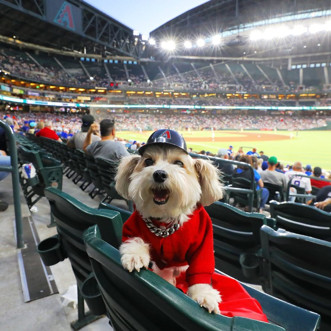 Post 1 by Herman | Dog Model on Instagram (image)