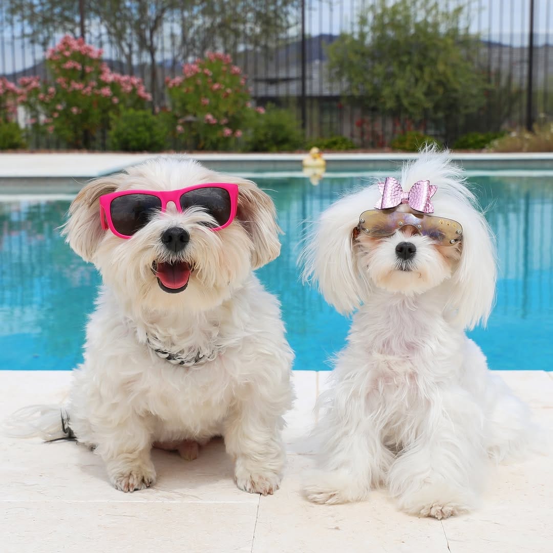 Post 2 by Herman | Dog Model on Instagram (image)