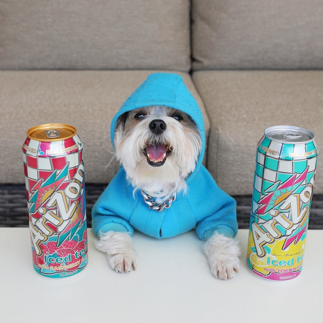 Post 3 by Herman | Dog Model on Instagram (image)