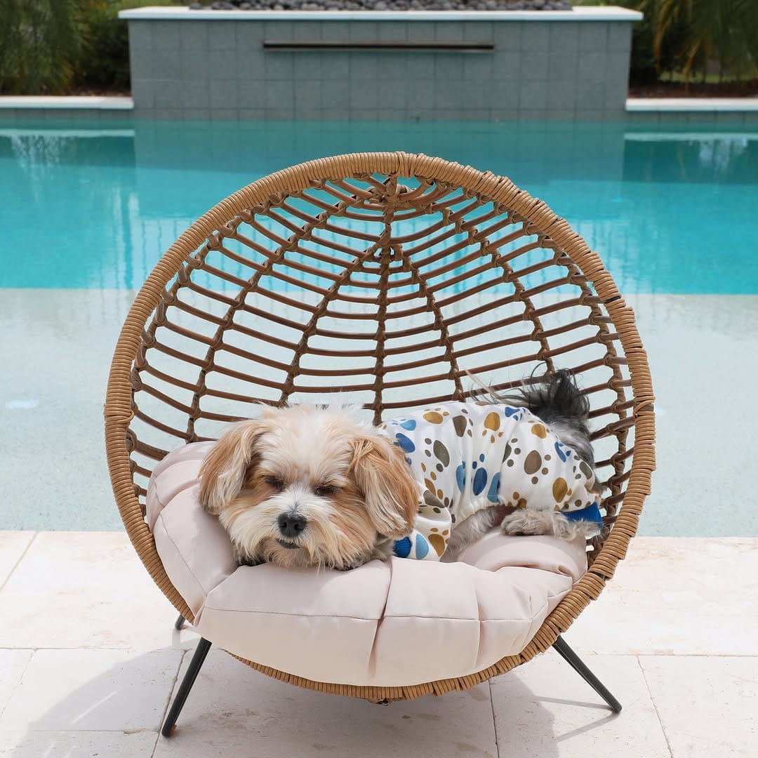 Post 5 by Herman | Dog Model on Instagram (image)