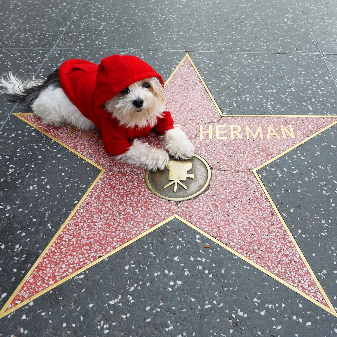 Post 10 by Herman | Dog Model on Instagram (image)