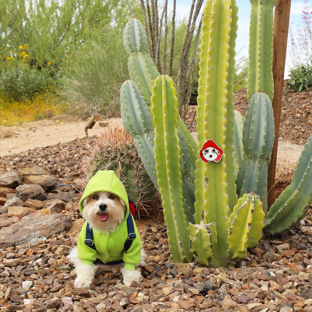 Post 4 by Herman | Dog Model on Instagram (image)