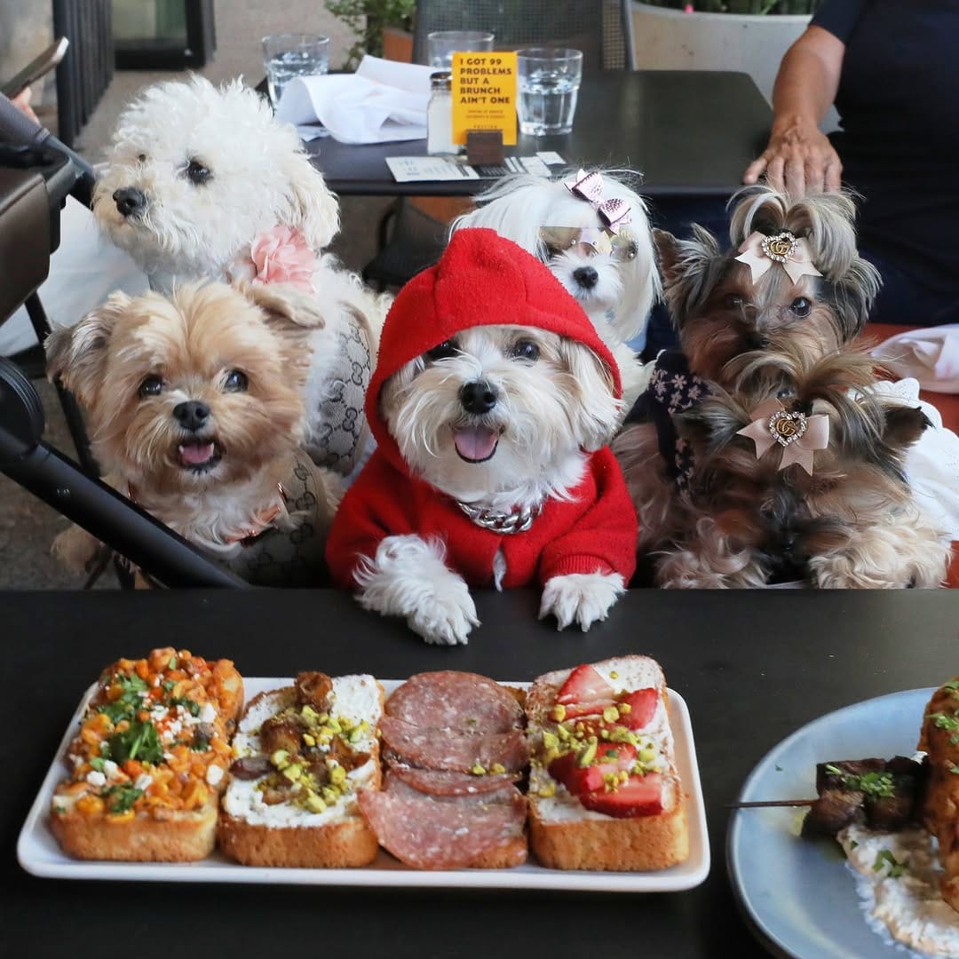 Post 8 by Herman | Dog Model on Instagram (image)
