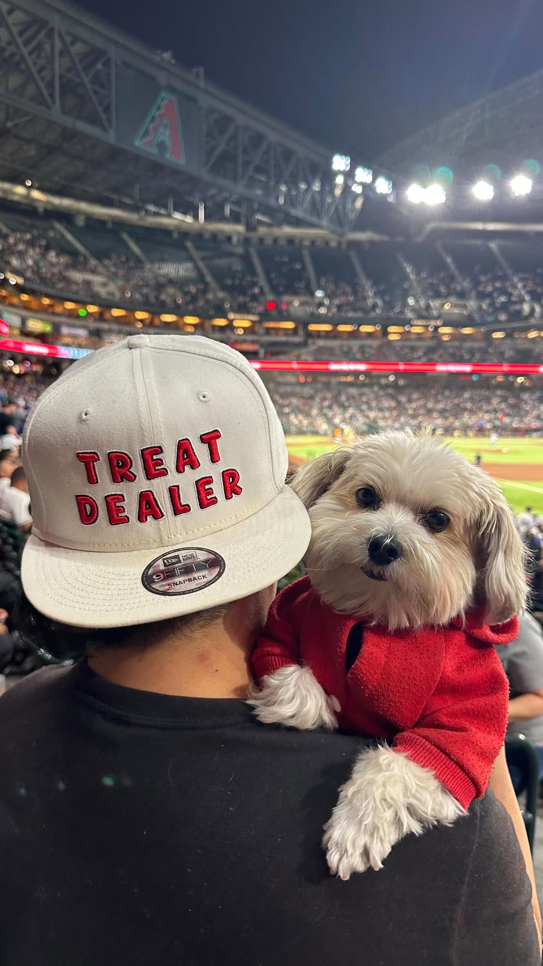 Post 9 by Herman | Dog Model on Instagram (video)
