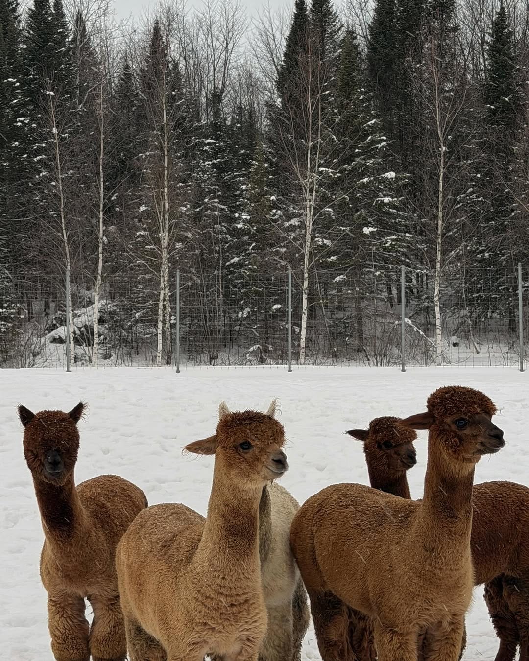 Post 6 by Karolina Victoria Jez on Instagram (carousel)