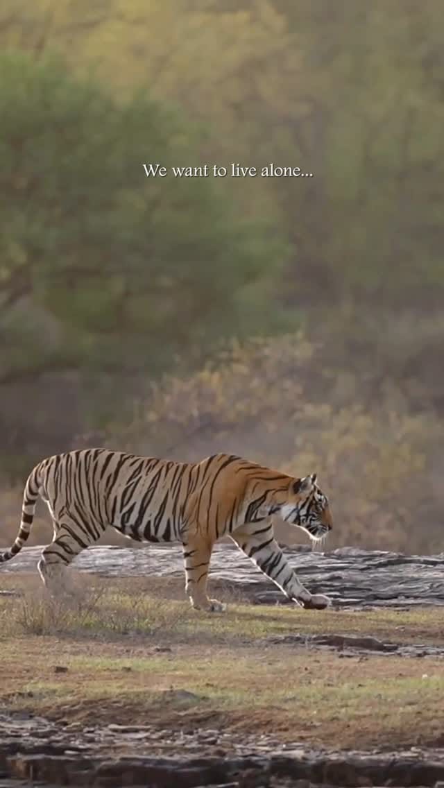 Post 8 by Rithika jain on Instagram (video)
