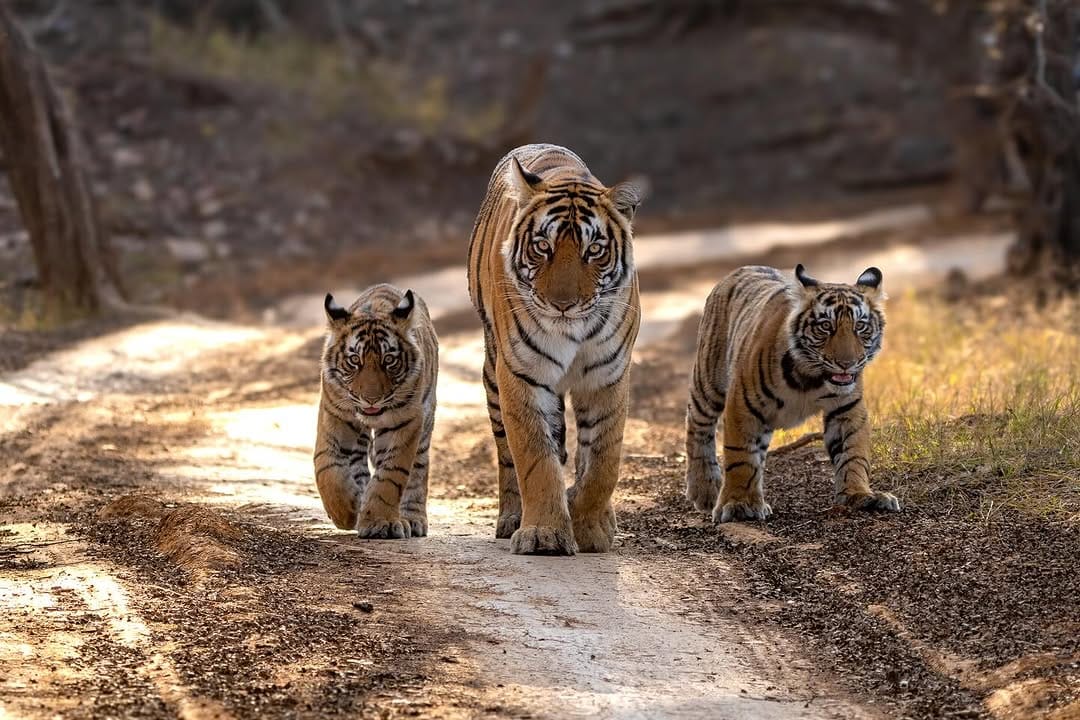 Post 10 by Rithika jain on Instagram (image)
