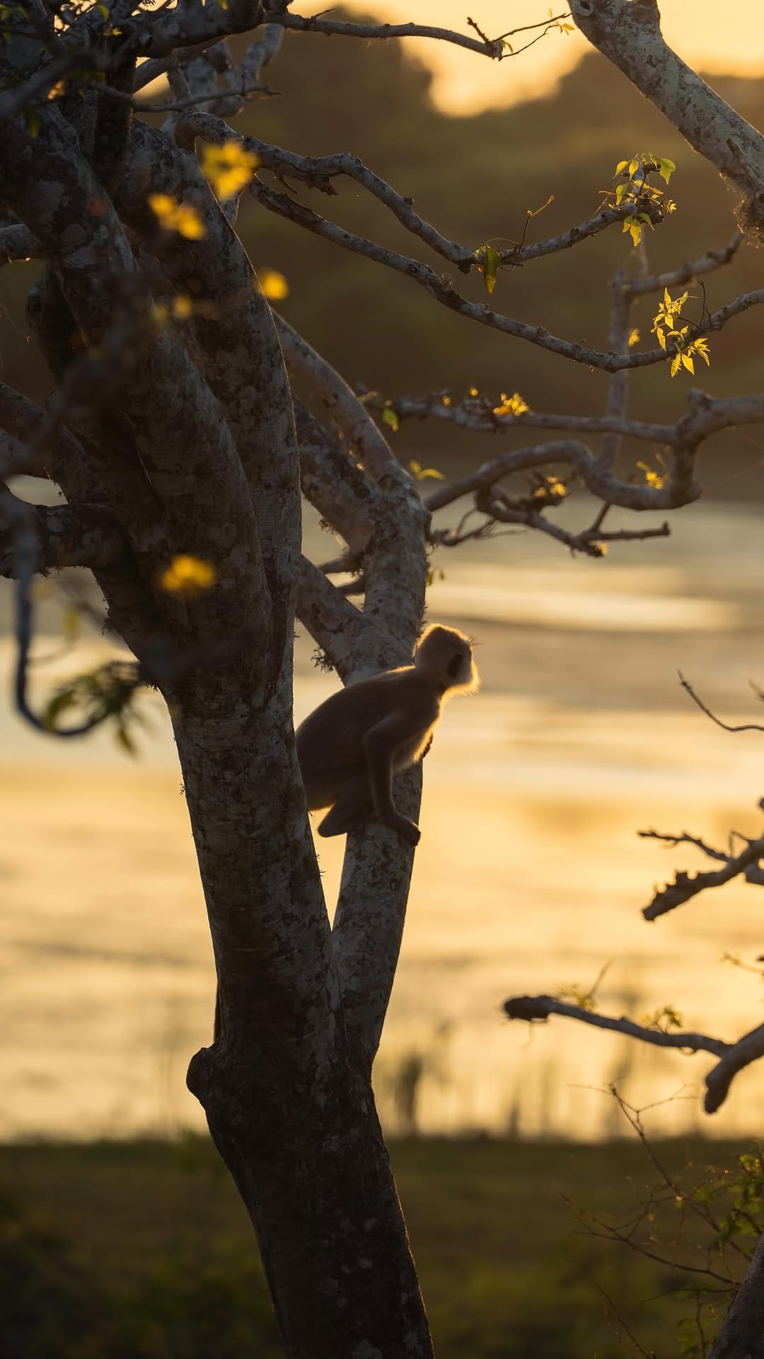 Post 2 by Jonny Greenstein on Instagram (video)