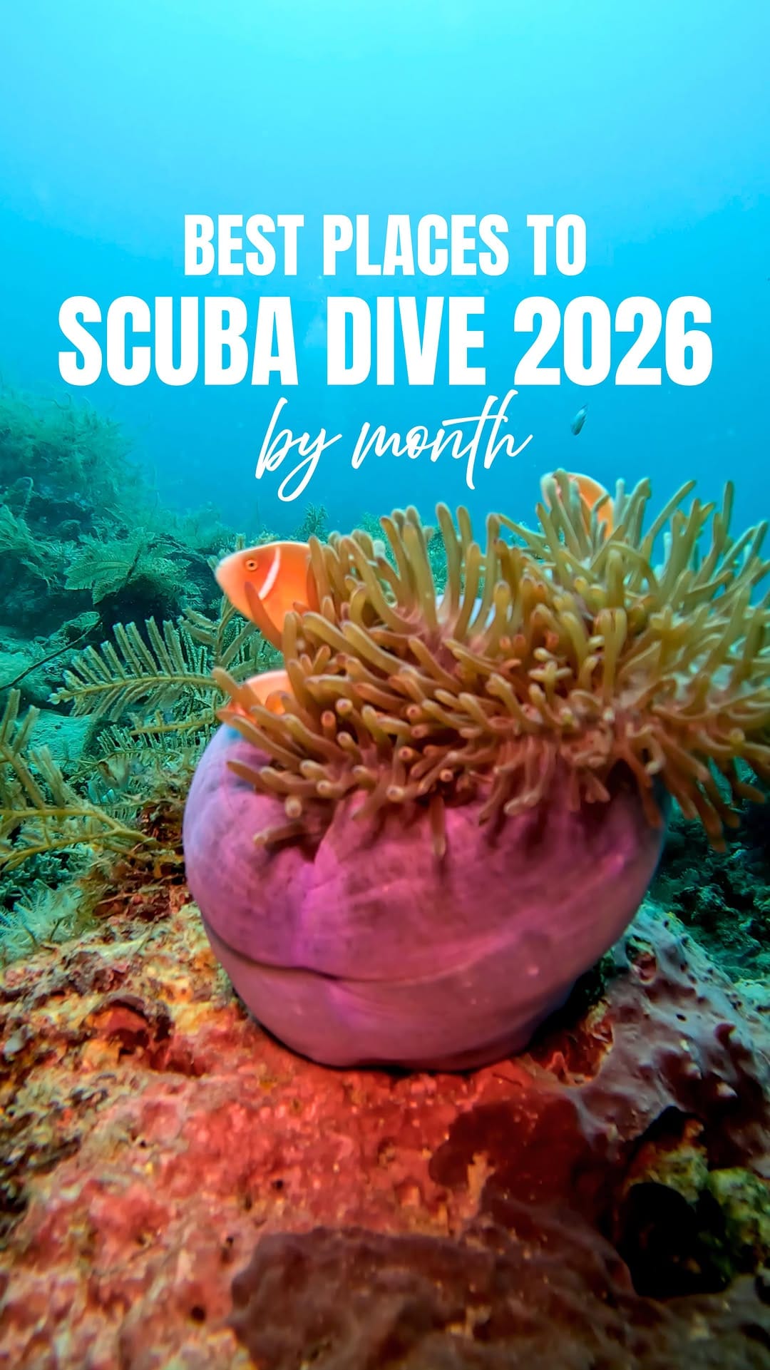 Post 2 by Michelle | Dive & Wildlife Travel Content Creator on Instagram (video)