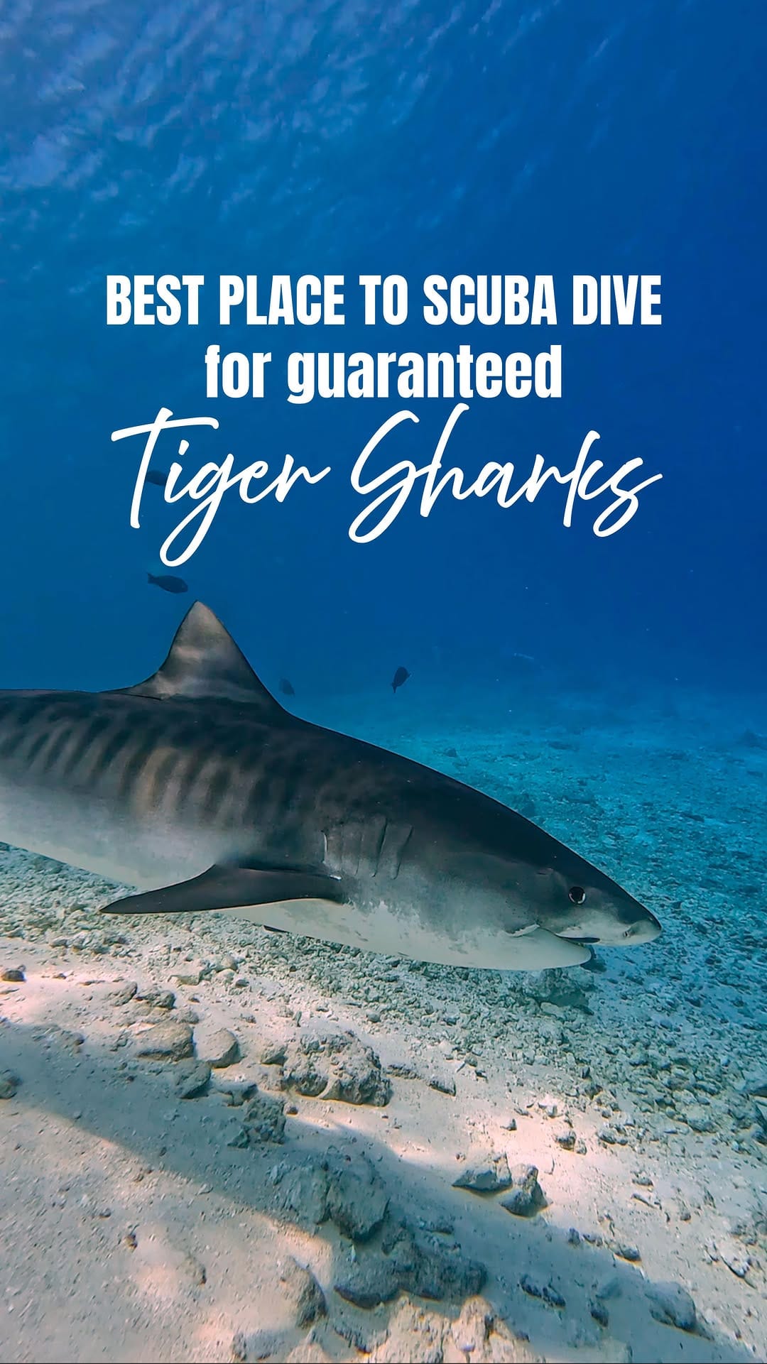 Post 3 by Michelle | Dive & Wildlife Travel Content Creator on Instagram (video)