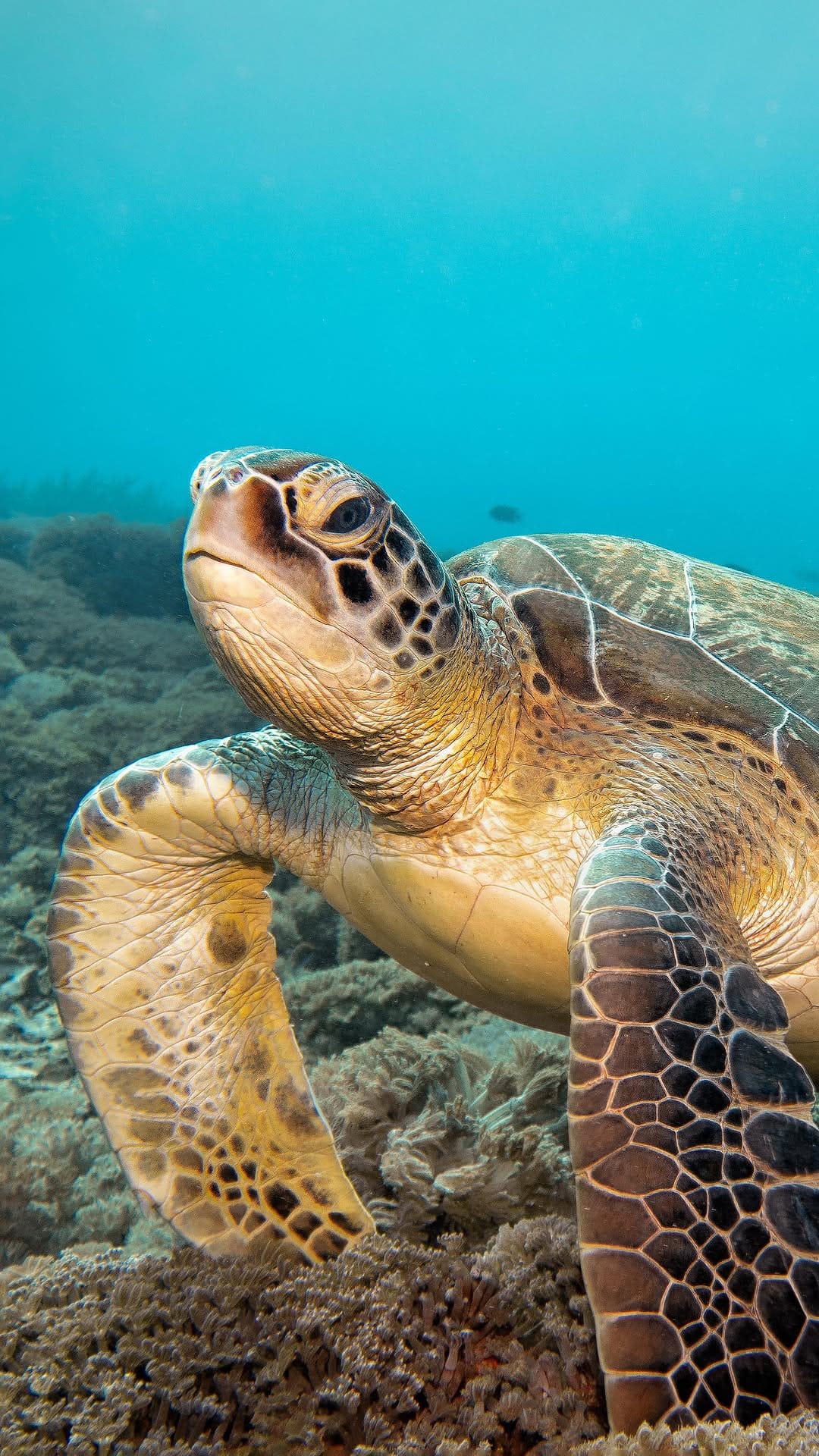 Post 8 by Michelle | Dive & Wildlife Travel Content Creator on Instagram (video)