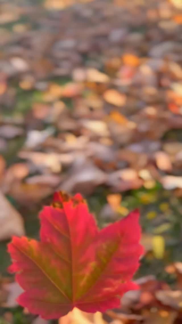 Post 2 by Syeda Dua on Instagram (video)