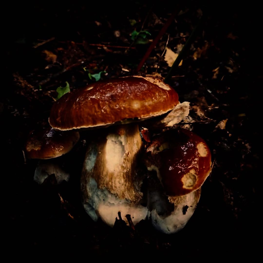 Post 7 by Antanas Mak on Instagram (image)