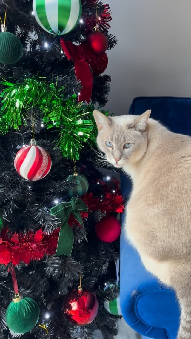 Post 7 by Chloe Leanne - Gluten Free Food, Travel & a Cat Mum Life on Instagram (video)