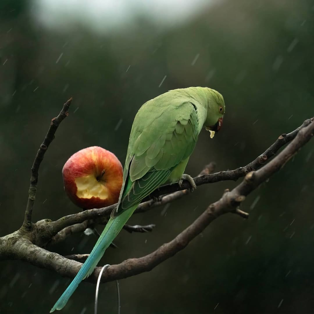 Post 8 by Tanisha ~ Photographer on Instagram (image)