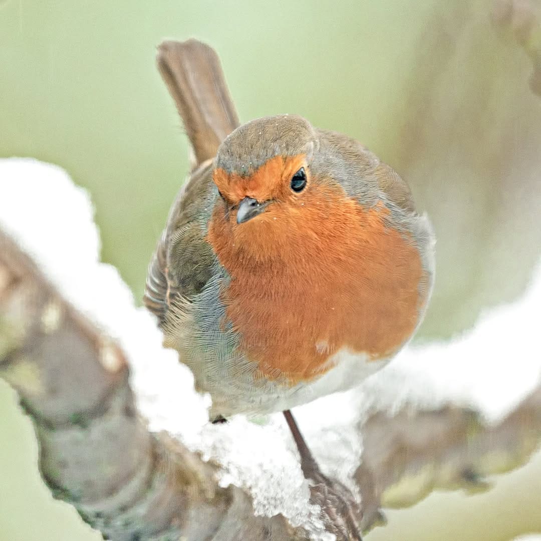 Post 1 by Tanisha ~ Photographer on Instagram (image)