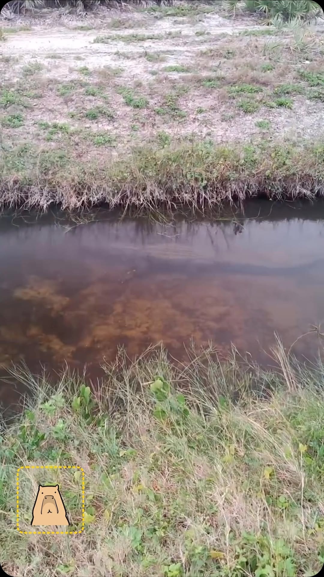Post 6 by Tiana Renee on Instagram (video)
