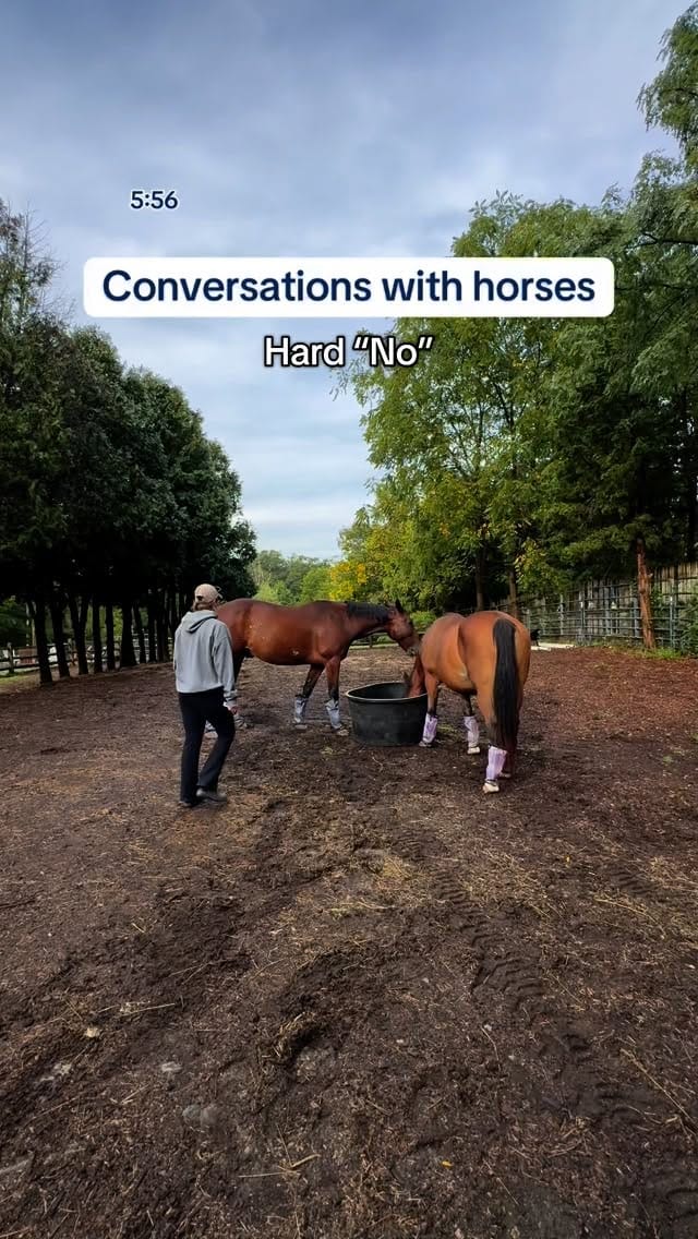 Post 8 by Equi Evolution on Instagram (video)