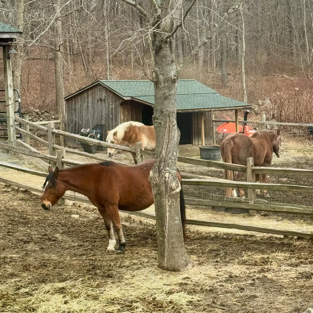 Post 7 by Equi Evolution on Instagram (image)