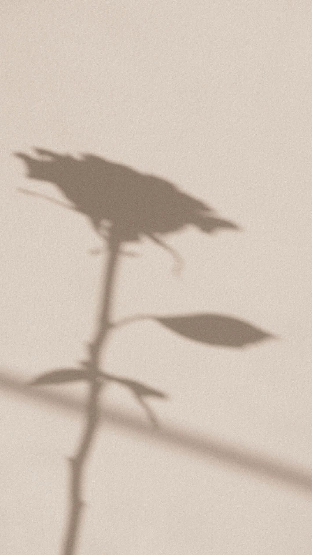 Post 4 by SOJA&CO.™ on Instagram (video)
