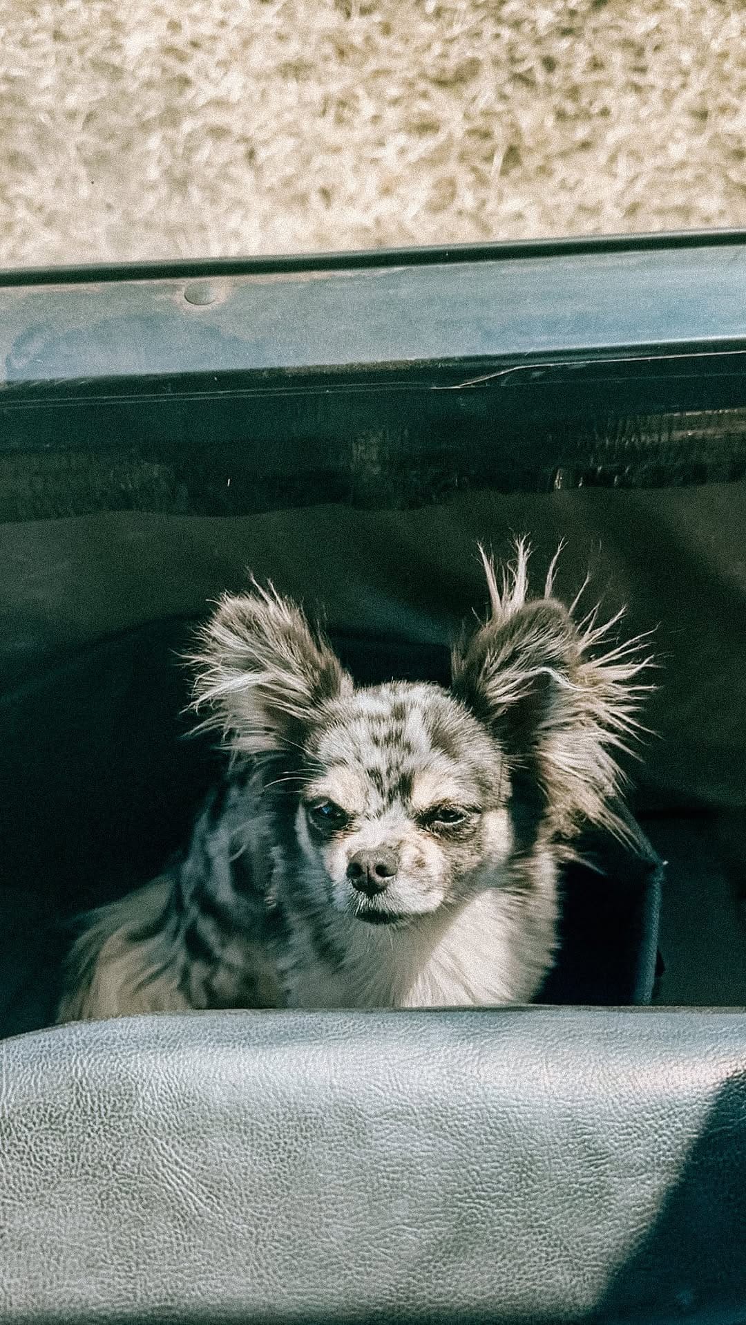 Post 9 by W I L E Y 🐺 on Instagram (video)