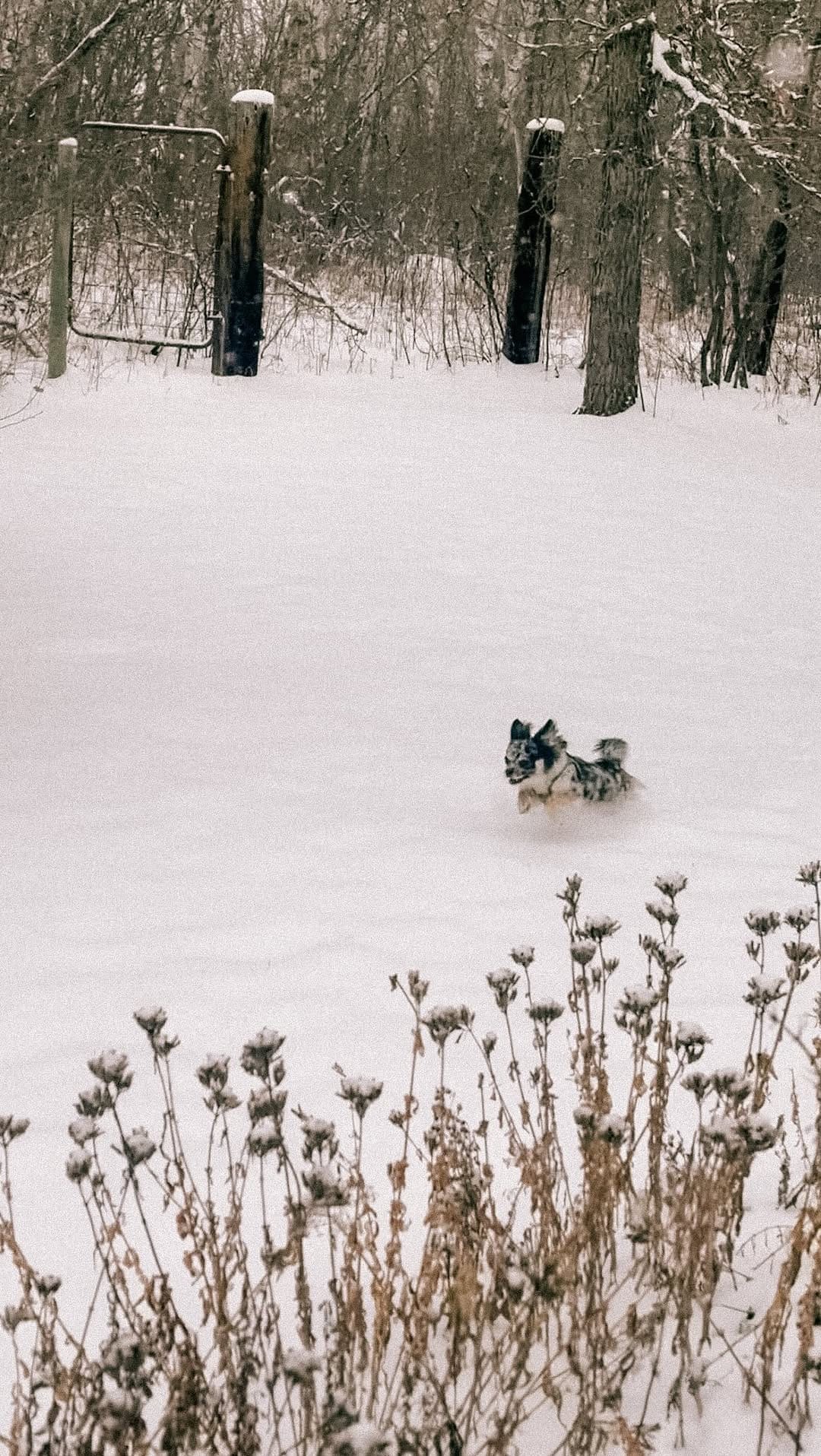 Post 6 by W I L E Y 🐺 on Instagram (video)