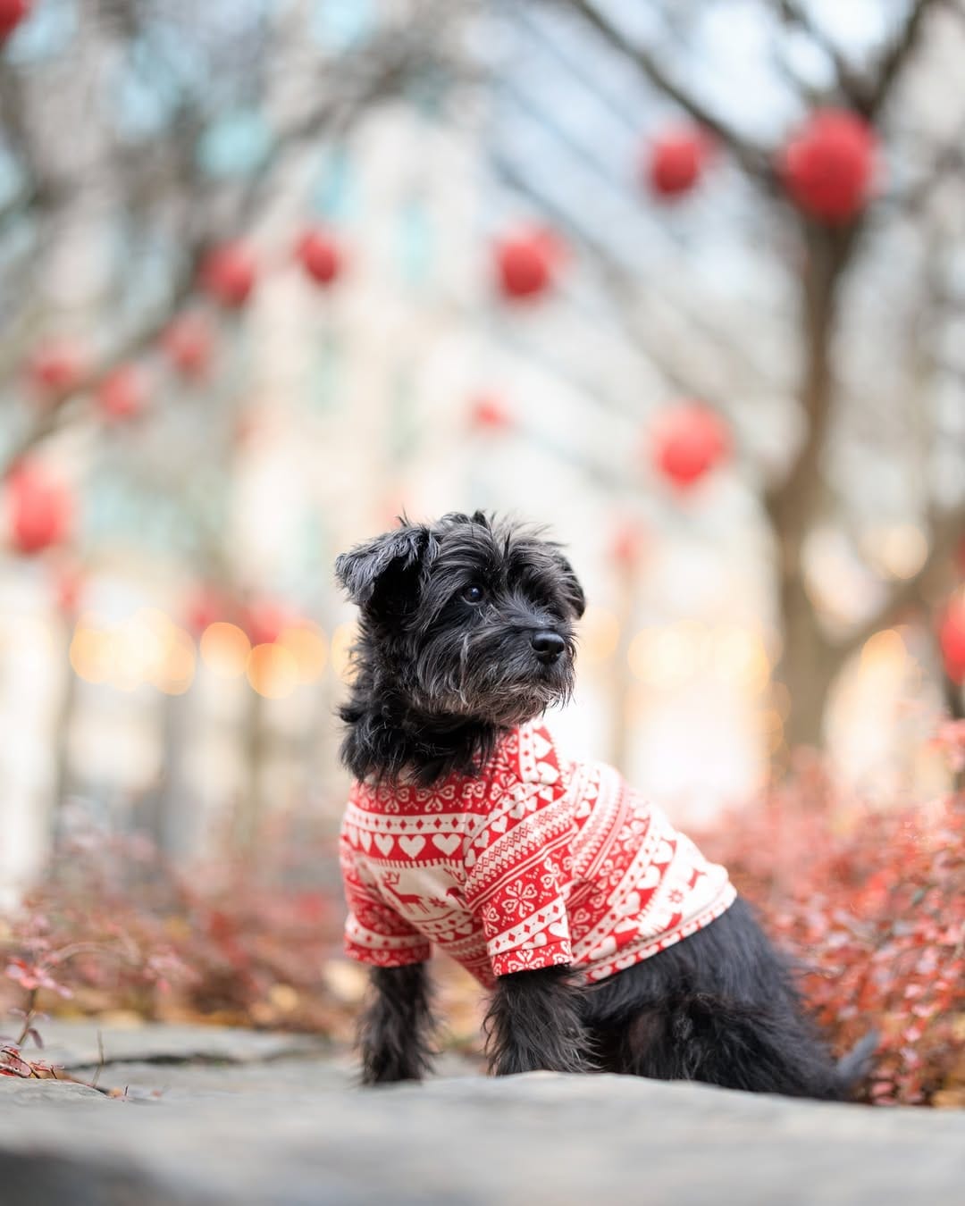 Post 6 by Bacon 🥓 | Doggy Fashion Influencer on Instagram (image)
