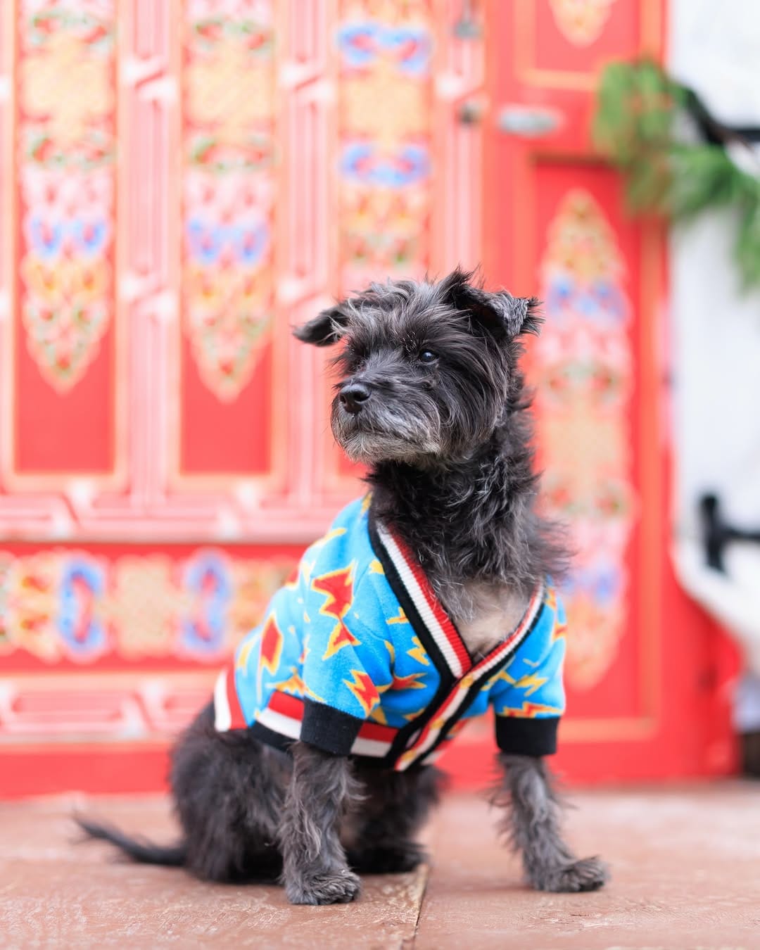 Post 4 by Bacon 🥓 | Doggy Fashion Influencer on Instagram (image)
