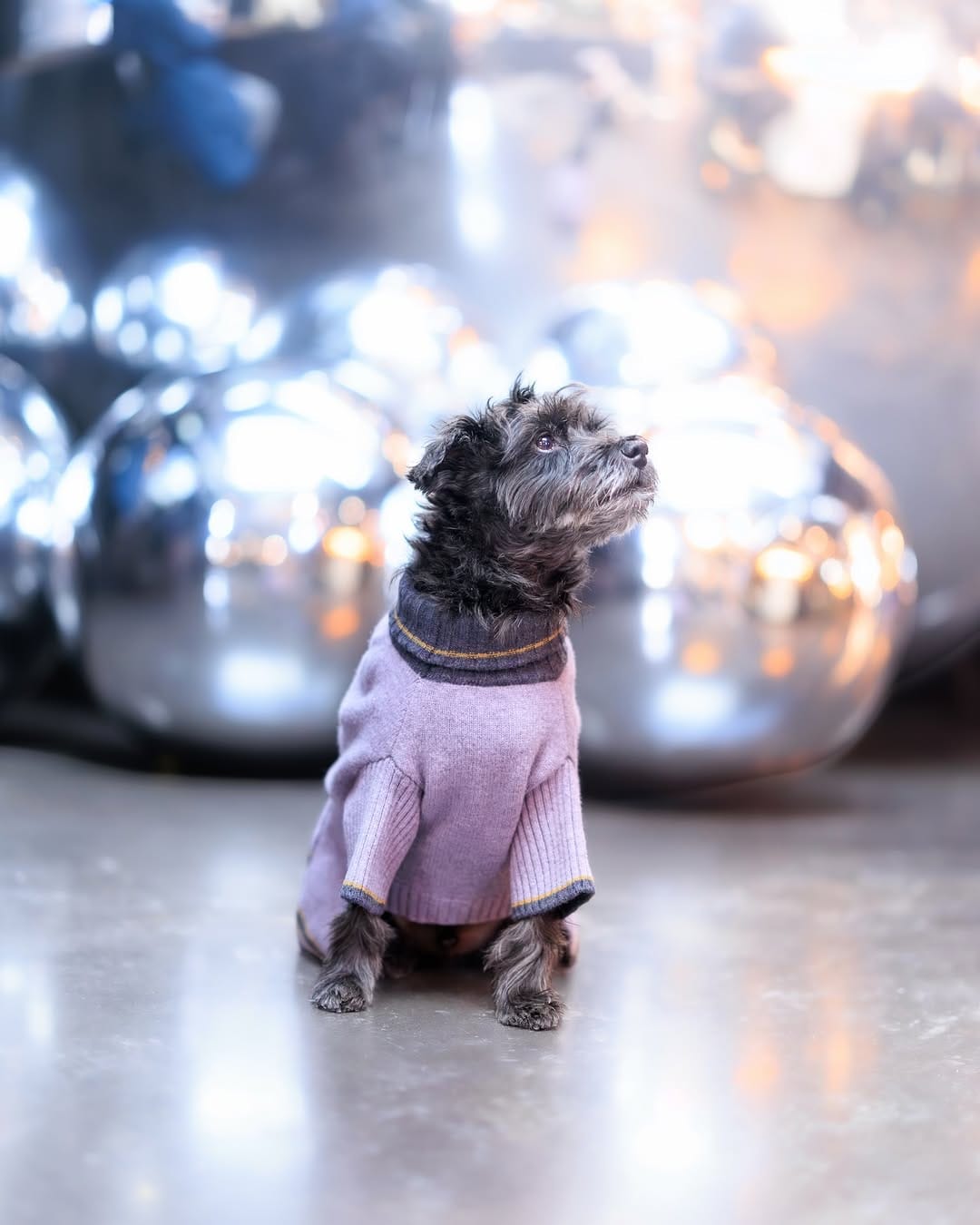 Post 7 by Bacon 🥓 | Doggy Fashion Influencer on Instagram (image)