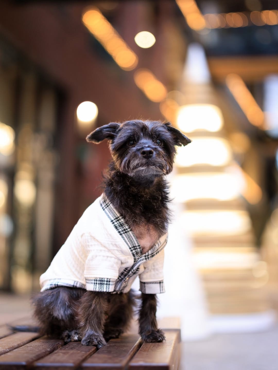 Post 9 by Bacon 🥓 | Doggy Fashion Influencer on Instagram (image)