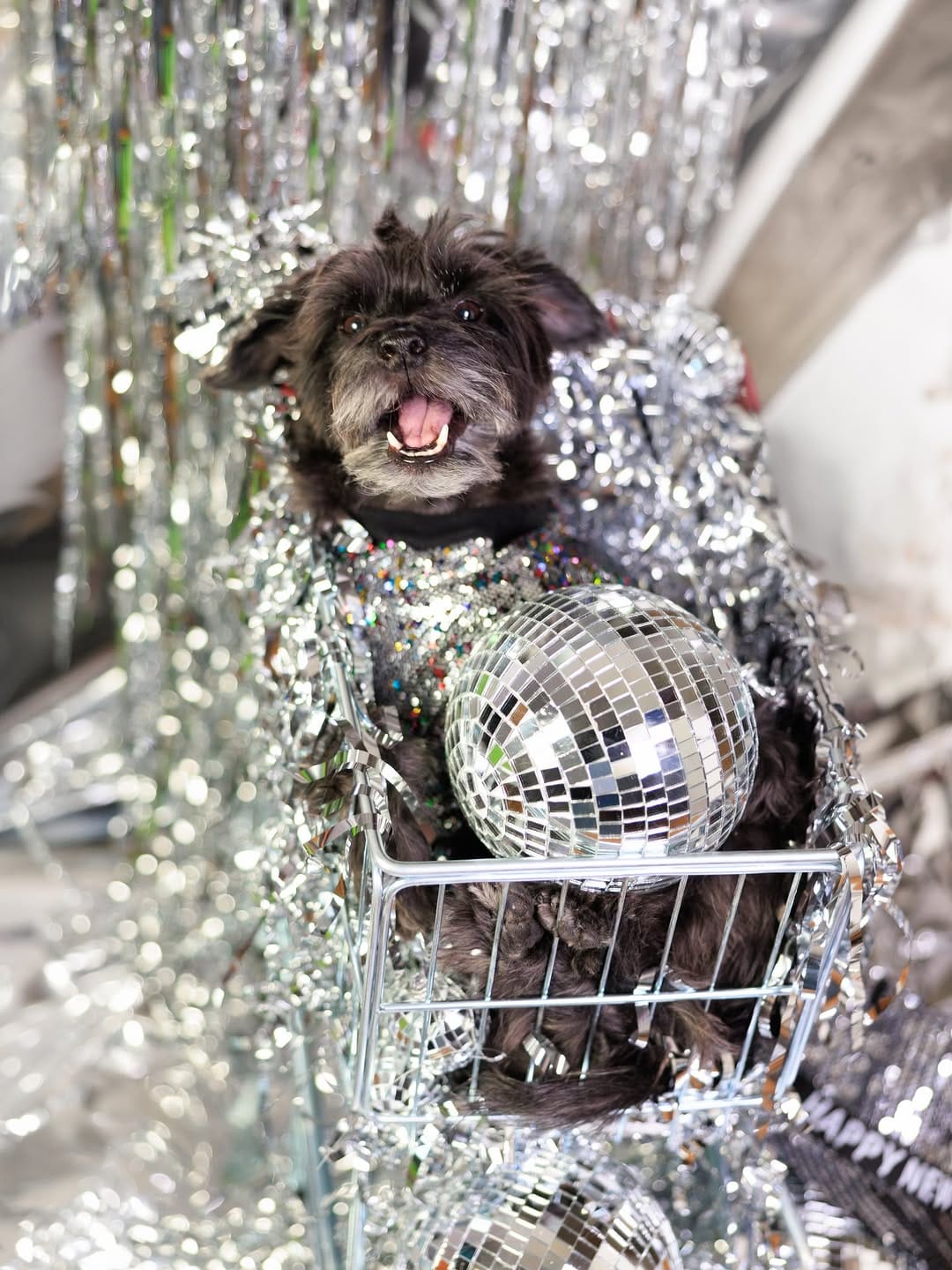 Post 8 by Bacon 🥓 | Doggy Fashion Influencer on Instagram (carousel)