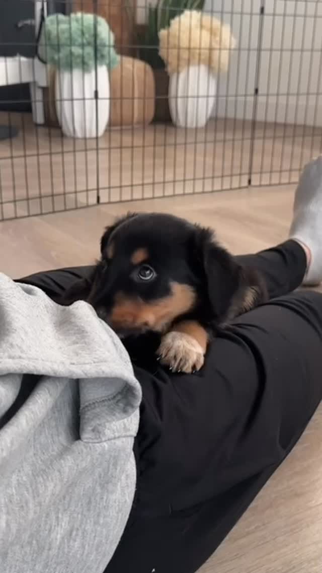 Post 1 by Puppy Yoga/Pilates Chester on Instagram (video)