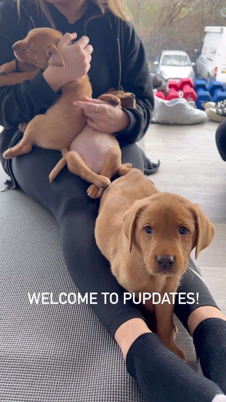 Post 10 by Puppy Yoga/Pilates Chester on Instagram (video)
