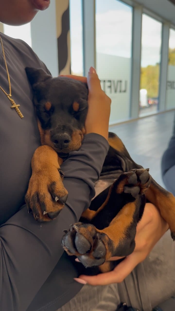 Post 9 by Puppy Yoga/Pilates Chester on Instagram (video)