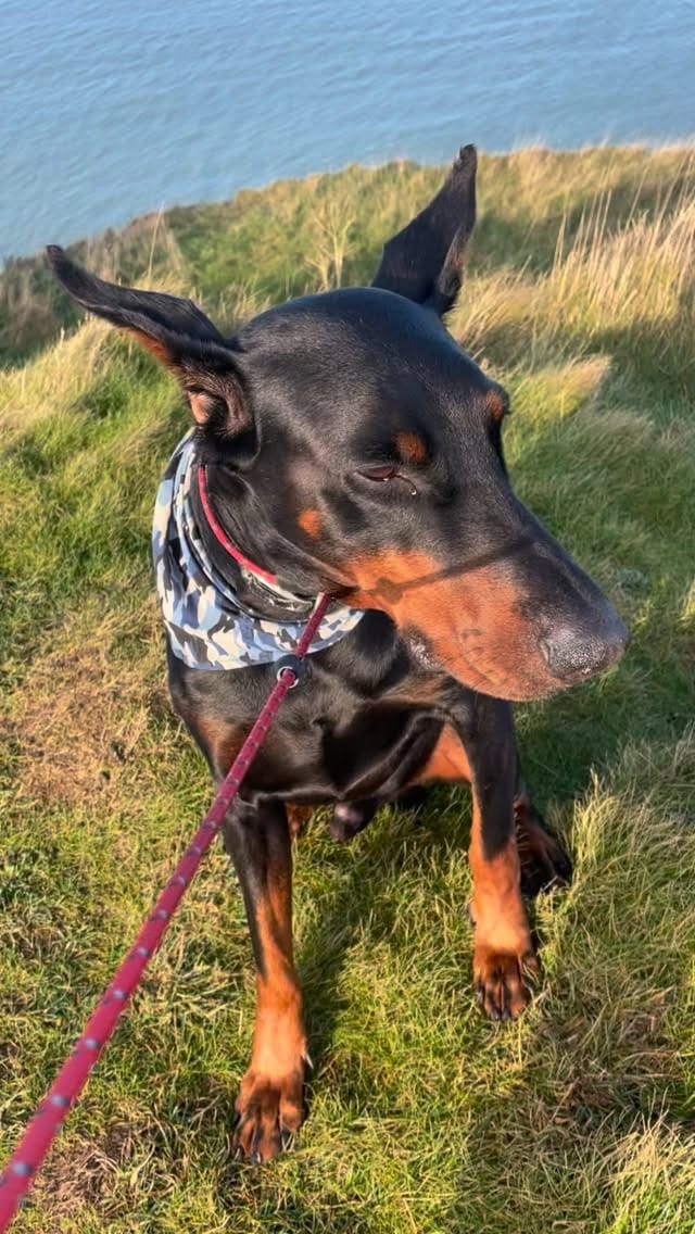 Post 5 by Woodse & Sultan  the Doberman ❤️ on Instagram (video)