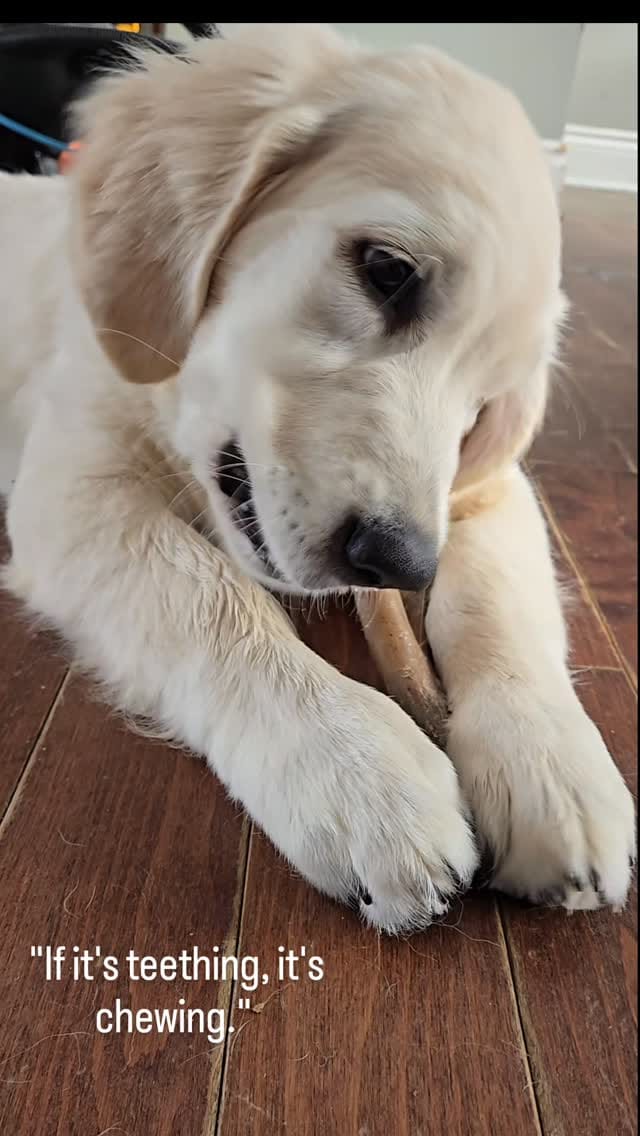 Post 9 by Nancy Sabiston~Whispering Willow Goldens on Instagram (video)