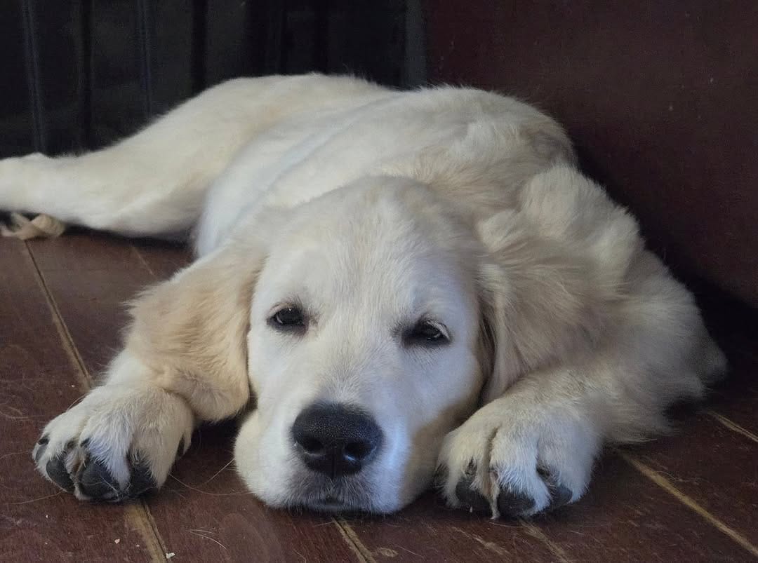 Post 8 by Nancy Sabiston~Whispering Willow Goldens on Instagram (image)